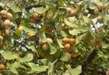 Kakule Meyvesi Türleri ve Özellikleri Kakule Meyvesi Türleri ve Özellikleri