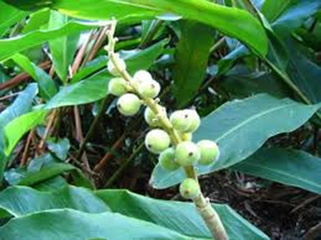 Kakule Ağacı Türleri ve Özellikleri Kakule Ağacı Türleri ve Özellikleri